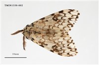 藏品(毒蛾科)的圖片